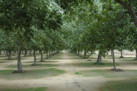 Walnut Orchard
