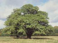 Oak Tree